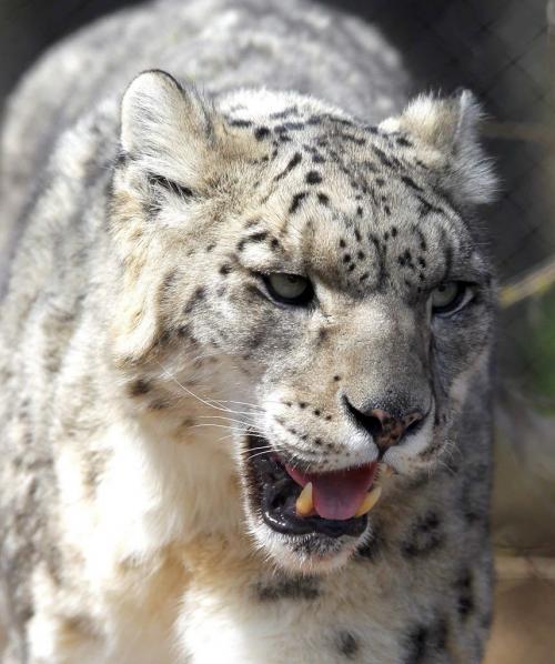 A Snow Leopard paces at the Assiniboine Park Zoo. (from wiki) The snow leopard cannot roar, despite possessing partial ossification of the hyoid bone. This partial ossification was previously thought to be essential for allowing the big cats to roar, but new studies show that the ability to roar is due to other morphological features, especially of the larynx, which are absent in the snow leopard. Snow leopard vocalizations include hisses, chuffing, mews, growls, and wailing. April 30, 2012  BORIS MINKEVICH / WINNIPEG FREE PRESS