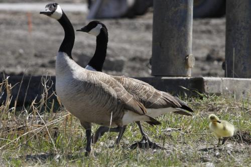 A gosling takes a stroll takes a stroll through the Ikea construction site with its parents. Many Canada Geese can be seen settling into their nests through Winnipeg and the city should be ready for a 'baby boom' in the coming weeks; the incubation for Canada geese is approximately 24-28 days after laying. May 02, 2012  SARAH O. SWENSON / WINNIPEG FREE PRESS
