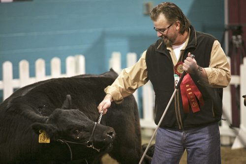 Brandon Sun Brandon Sun Managing Editor James O'Connor works with an uncooperative heifer during the Celebrity Showmanship Class at the Royal Manitoba Winter Fair on Saturday afternoon. (Bruce Bumstead/Brandon Sun)