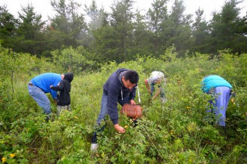 Photo by Vanda Fleuy Community medicine pick, The Bluff Road, MB. for Carol Sanders story in Winnipeg Free Press