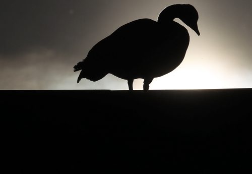 A nesting goose sits on the roof of GoodLife Fitness at 143 Nature Way near Kenaston as the morning sun comes up Wednesday morning- See Bryksas Goose a Day Photo- Day 07- May 09, 2012   (JOE BRYKSA / WINNIPEG FREE PRESS)