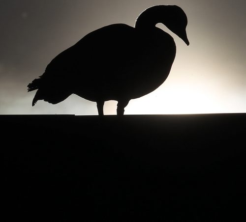 A nesting goose sits on the roof of GoodLife Fitness at 143 Nature Way near Kenaston as the morning sun comes up Wednesday morning- See Bryksas Goose a Day Photo- Day 07- Web crop-May 09, 2012   (JOE BRYKSA / WINNIPEG FREE PRESS)