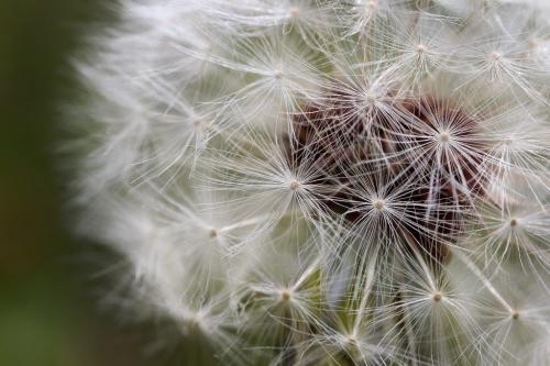 Dandelion seeds from a flower on a lawn in St Vital Wednesday morning- Dandelion seeds can travel over 8 km in the air.- Standup photo- May 09, 2012   (JOE BRYKSA / WINNIPEG FREE PRESS