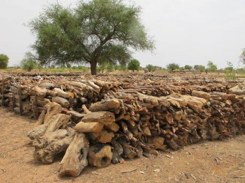 Deforestation One and Two: Piles of wood cut down for sale in western Niger, toward the Burkina Faso border. Photos by BARTLEY KIVES / WINNIPEG FREE PRESS