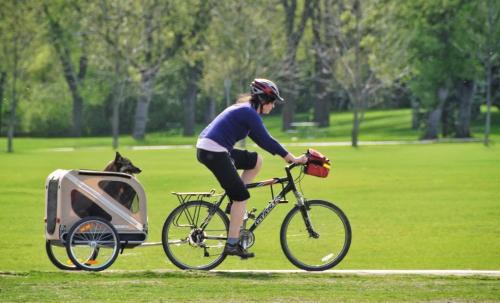 Squirrel? Where? A dog keeps a look out in a carrier pulled by a cyclist in Assiniboine Park Sunday morning.  120513 May 13, 2012 Mike Deal / Winnipeg Free Press
