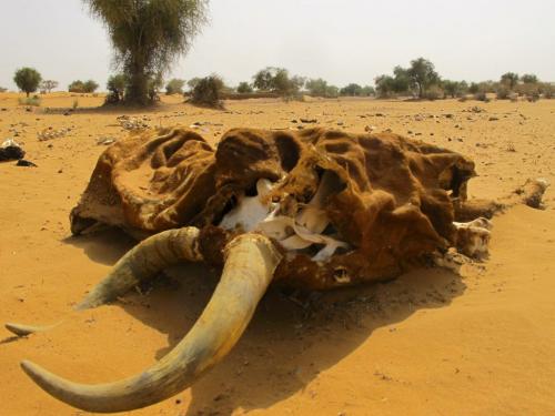 Carcass: A dessicated zebu cattle carcass lies on the side of a dirt track in southwestern Niger. Climate variability has taken its toll on the country, but diverse ethnic groups continue to live in relative peace. May 7 2012. BARTLEY KIVES/WINNIPEG FREE PRESS