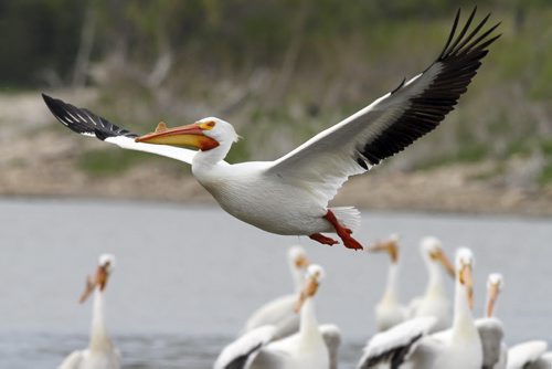 An American White Pelican takes flight from the banks of the Red River in Lockport, MB. A group of pelicans is referred to as a pod and the American White Pelican is the only pelican species to have a horn on its bill. May 16, 2012. SARAH O. SWENSON / WINNIPEG FREE PRESS