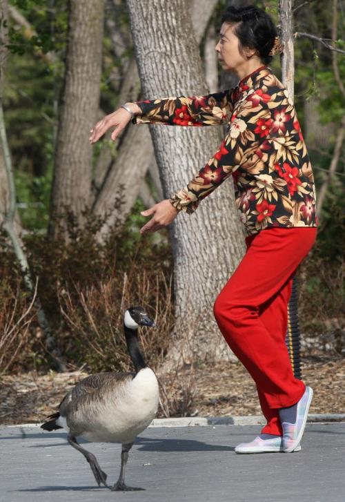 Jia Ping Lu practices tai chi in Assiniboine Park at the duck pond Thursday morning under the eye of a Canada goose  - See Bryksa 30 Day goose challenge Day 13- May 17, 2012   (JOE BRYKSA / WINNIPEG FREE PRESS)