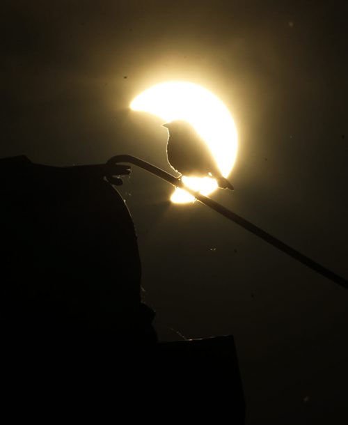 Brandon Sun The moon is silhouetted in front of the sun as a red winded black bird sits perched on an old piece of farm equipment during Sunday evening partial solar eclipse. (Bruce Bumstead/Brandon Sun)