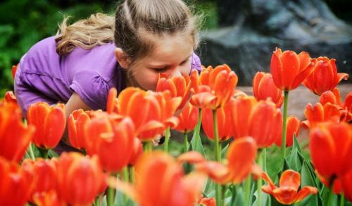 Emily Walker-Craig, 4, gets right in there for a good snif of the tulips in the Leo Mol Garden at Assiniboine Park Monday afternoon on Victoria Day.   120521 May 21, 2012 Mike Deal / Winnipeg Free Press