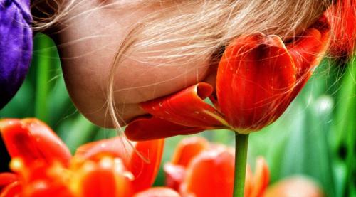 Emily Walker-Craig, 4, gets right in there for a good snif of the tulips in the Leo Mol Garden at Assiniboine Park Monday afternoon on Victoria Day.   120521 May 21, 2012 Mike Deal / Winnipeg Free Press
deal2012poy