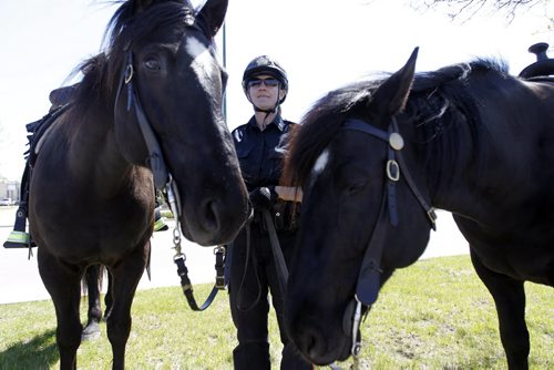 Police Const. Anna Proskurnik, and the Winnipeg Police Horses, Titus and Amaro, in the Earls Parking lot at Polo Park, Sunday, May 20, 2012. The Police had been participating in the Freedom Walk, a cross country walk supporting victim services. (TREVOR HAGAN/WINNIPEG FREE PRESS)