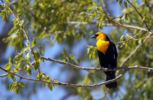 A yellow-headed blackbird in the R.M. of Woodlands keeps watch from its perch. During breeding and nesting season the males are very territorial and spend much of their time perched on reed stalks and displaying or chasing off intruders. . May 30,  2012  BORIS MINKEVICH / WINNIPEG FREE PRESS