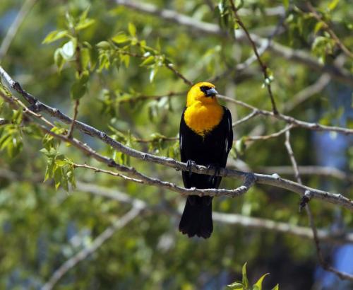 A yellow-headed blackbird in the R.M. of Woodlands keeps watch from its perch. During breeding and nesting season the males are very territorial and spend much of their time perched on reed stalks and displaying or chasing off intruders. . May 30,  2012  BORIS MINKEVICH / WINNIPEG FREE PRESS