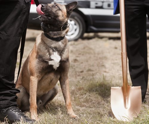 Police service dog Riley licks his lips waiting for the official ground breaking for the new Winnipeg Police Service Canine Unit building. Air conditioned kennels and new dog runs await the current service dogs and puppy breeding program. 120601 - Friday, June 1, 2012  -  Melissa Tait / Winnipeg Free Press