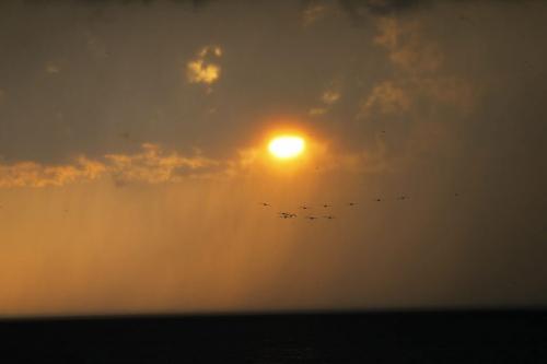 From Lakeshore Heights just south of Grand Beach. Pelicans fly through a sunset while raining. Photo taken June 3 2012. BORIS MINKEVICH PHOTO / WINNIPEG FREE PRESS.