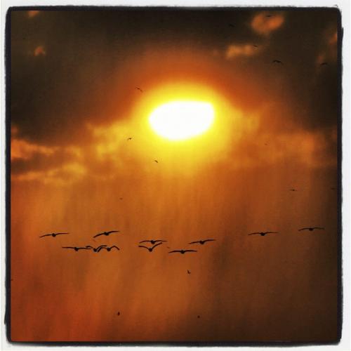 INSTAGRAM PHOTO - From Lakeshore Heights just south of Grand Beach. Pelicans fly through a sunset while raining. Photo taken June 3 2012. BORIS MINKEVICH PHOTO / WINNIPEG FREE PRESS.