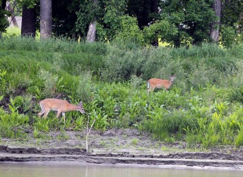 Some deer along the river bank near the University of Manitoba. June 7, 2012  BORIS MINKEVICH / WINNIPEG FREE PRESS