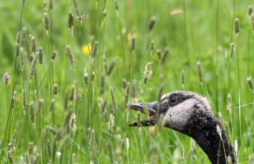 A young goose gobbles up grass at Fort Whyte Alive Monday morning- Young goslings are starting to show the markings of a adult geese-See Bryksa 30 day goose challenge- Day 20 June 11, 2012   (JOE BRYKSA / WINNIPEG FREE PRESS)