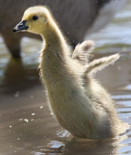 A young gosling flaps his wings after taking a bath in the duck pond at St Vital Park Tuesday morning- - Day 21 June 12, 2012   (JOE BRYKSA / WINNIPEG FREE PRESS)