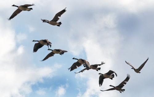 Geese fly in the morning light over Selkirk Ave Wednesday morning- Day 22 June 13, 2012   (JOE BRYKSA / WINNIPEG FREE PRESS)
