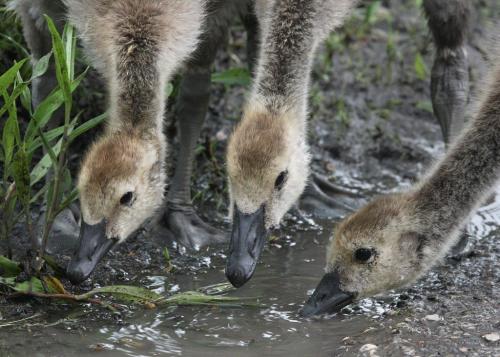 Young goslings jostle for position to take a drink from a puddle in Brookside Cemetery Thursday morning- Day 23 June 14, 2012   (JOE BRYKSA / WINNIPEG FREE PRESS)