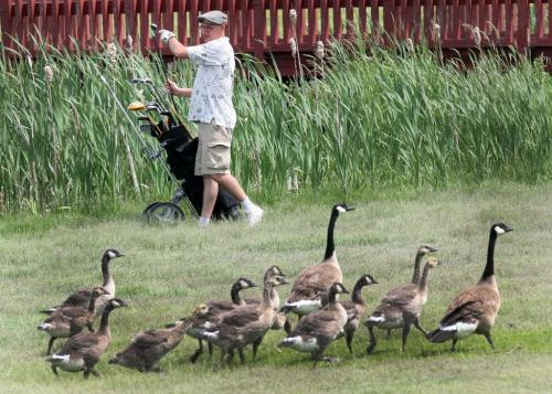 A golfer looks for his ball in a water trap at John Blumberg Golf Course Friday afternoon as geese and goslings run for safety- See Joe Bryksas 30 day goose challenge- Day 24 June 15, 2012   (JOE BRYKSA / WINNIPEG FREE PRESS)