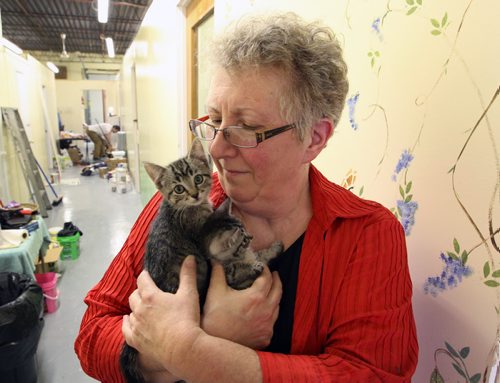 Lynne Scott's  new Craig Street Cats location at  489 Madison Street.  Her non-proft cat rescue has moved - See Char Adam  story- June 15, 2012   (JOE BRYKSA / WINNIPEG FREE PRESS)
