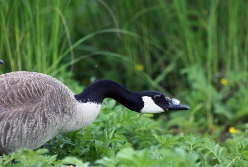A goose heads for shade in the sunshine Friday afternoon at Woodsworth Park in Winnipeg - Day 26 June 22, 2012   (JOE BRYKSA / WINNIPEG FREE PRESS)