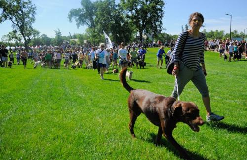 120624 Winnipeg - Shawna Rossoukh leads her dog Batman to the head of the pack at the Paws in Motionfundraising dog walk for the Humane Society at Assiniboine park today, with her owner Ginny Braid. Paws in Motion. June 24 2012. COLE BREILAND / WINNIPEG FREE PRESS.
