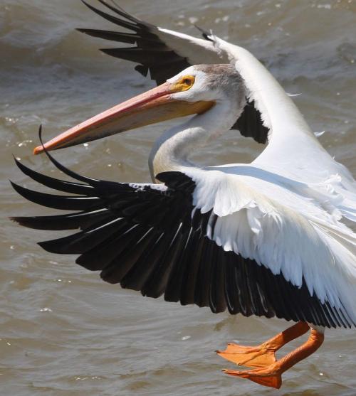 A pelican comes in for a landing Wednesday afternoon on the Red River at Lockport, Manitoba - Standup photo- June 27, 2012   (JOE BRYKSA / WINNIPEG FREE PRESS)