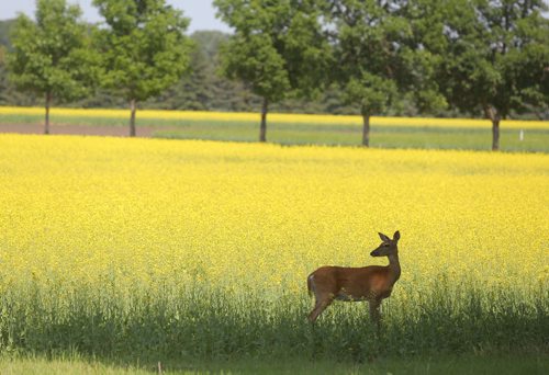 Brandon Sun A deer perks its ears up as its stands in the shade of from the tree line around a canola field at the Brandon Research Centre on Monday afternoon. (Bruce Bumstead/Brandon Sun)