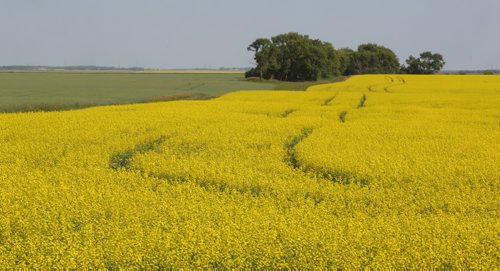 Brandon Sun A green wheat field stands in contrast to that of a bright yellow canola field growing near Forrest, Man., on Monday. (Bruce Bumstead/Brandon Sun)