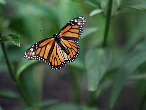 A Monarch butterfly flys for cover out of the wind Monday at Living Prairie museum at 2795 Ness Ave in Winnipeg on Monday afternoon  Standup photo-July 16, 2012   (JOE BRYKSA / WINNIPEG FREE PRESS)