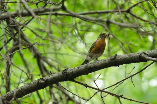 120716 Winnipeg - A robin carries a worm in its beak on Monday afternoon, following light rain earlier in the day . Weather nature bird animal. July 16 2012. COLE BREILAND / WINNIPEG FREE PRESS
