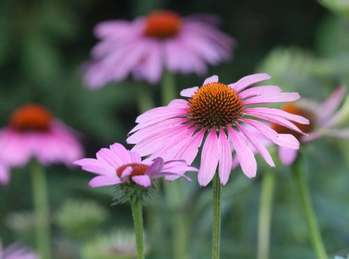 The Echinacea Flower or  "cone flower" in the English Garden at Assiniboine Park- standup photo July 25, 2012   (JOE BRYKSA / WINNIPEG FREE PRESS)