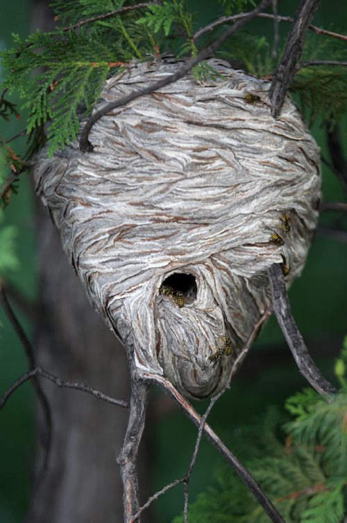 For files- A giant wasp nest in Assiniboine Park July 25, 2012   (JOE BRYKSA / WINNIPEG FREE PRESS)
