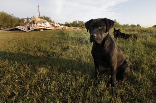 July 29, 2012 - 120729  - Family dogs wait for their owners to return home after strong winds and possibly a tornado lifted this home off of its foundation and turned it upside down on Lake Francis Road just south of Twin Beach Road and south of St. Laurent, Manitoba Sunday July 29, 2012.    John Woods / Winnipeg Free Press
