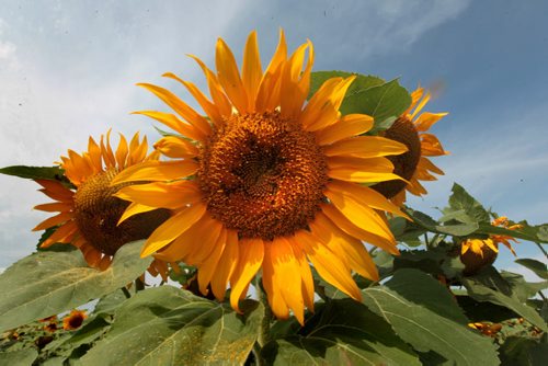 Bright sunflowers lift their heads toward the south east skies in a  large sunflower field on Hwy 206 and #1 Thursday Standup photo. July 31,  2012 (Ruth Bonneville/Winnipeg Free Press)