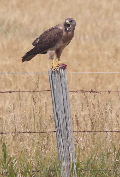 Brandon Sun A red-tailed hawk screechs from its perch on a fence line after catching a small meal along Lori Road east of Assiniboine Community College North Hill campus on Tuesday afternoon. (Bruce Bumstead/Brandon Sun)