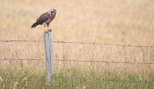 Brandon Sun A red-tailed hawk screechs from its perch on a fence line after catching a small meal along Lori Road east of Assiniboine Community College North Hill campus on Tuesday afternoon. (Bruce Bumstead/Brandon Sun)