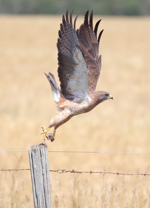 Brandon Sun A red-tailed hawk leaves its perch on a fence post with a small meal in hits talons along Lori Road east of Assiniboine Community College North Hill campus on Tuesday afternoon. (Bruce Bumstead/Brandon Sun)