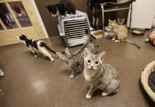 Kittens roam the kitten room at Craig Street Cats, a rescue for feral kittens and cats at 489 Madison Street. The adoption centre is aching for donations during hazy days of summer when charitable donations dry up. 120818 - Saturday, August 18, 2012 -  Melissa Tait / Winnipeg Free Press