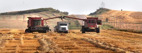 A pair of harvestors dump wheat into a waiting truck near Cardinal Monday afternoon......See Martin Cash story. August 20, 2012- (Phil Hossack / Winnipeg Free Press)