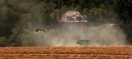 A Red Tailed Hawk soars, scanning a canola field being harvested near Notre Dame de Lourdes Monday afternoon......See Martin Cash story. August 20, 2012- (Phil Hossack / Winnipeg Free Press)
