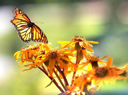 The wings of a monarch butterfly flutter as it hovers above a flower while deciding where to land in the Kildonan Park flower gardens Saturday morning. Standup Photo Aug  25,  2012 (Ruth Bonneville/Winnipeg Free Press)