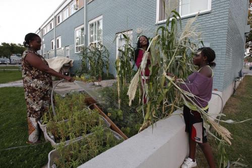August 27, 2012 - 120827  -  Marie Louise Munyerenkana (L) with her daughter Anasta (R) and her family friend Amina Nziquheda (C) tend to their garden in the newly painted Lord Selkirk Park Monday August 27, 2012.    John Woods / Winnipeg Free Press
