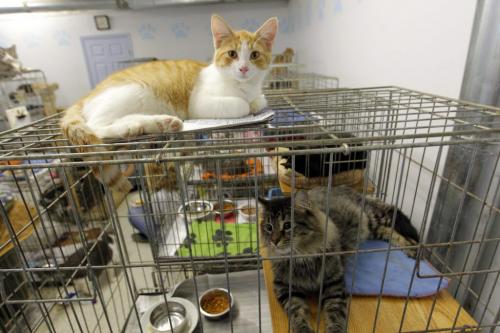 Quagga Stray Cat Rescue. General shots from the no kill shelter. August 28, 2012  BORIS MINKEVICH / WINNIPEG FREE PRESS
