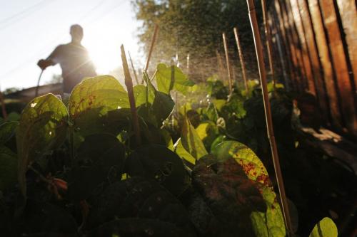 August 28, 2012 - 120828  - Money Makeover subject tends to his garden in Winnipeg Tuesday August 28, 2012.    John Woods / Winnipeg Free Press