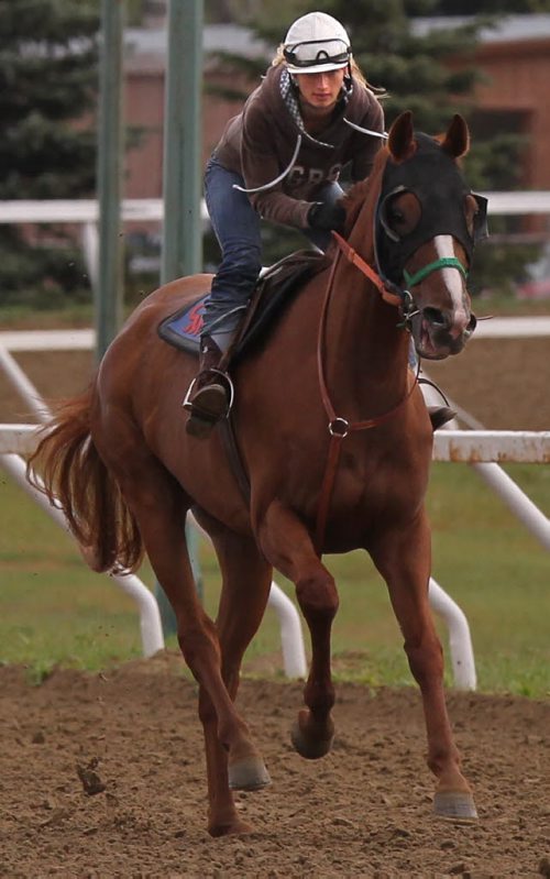 Alyssa Selman on Stormin Borealis at the Assiniboia Downs Thursday morning.   Al Beson story.     (WAYNE GLOWACKI/WINNIPEG FREE PRESS) Winnipeg Free Press  Sept. 6  2012